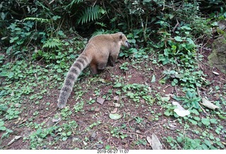 124 a0e. Iguazu Falls - anteater-racoon-cat coati