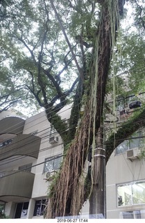 260 a0e. drive back to hotel - hanging plants from tree