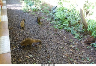 43 a0e. Iguazu Falls - train ride - coatis
