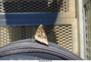 68 a0e. Iguazu Falls - Devil's Throat - moth