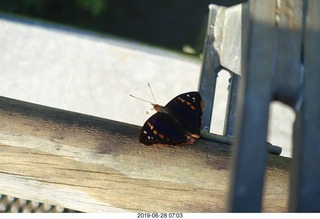 71 a0e. Iguazu Falls - Devil's Throat - butterfly