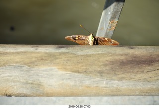 72 a0e. Iguazu Falls - Devil's Throat - butterfly