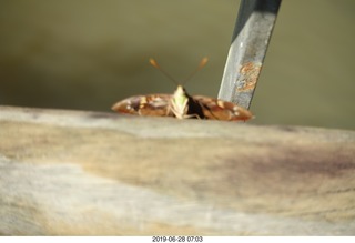 73 a0e. Iguazu Falls - Devil's Throat - butterfly