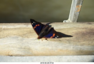 75 a0e. Iguazu Falls - Devil's Throat - butterfly