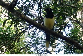 79 a0e. Iguazu Falls - Devil's Throat - bird