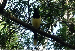 80 a0e. Iguazu Falls - Devil's Throat - bird