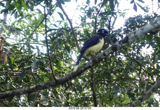 82 a0e. Iguazu Falls - Devil's Throat - bird