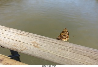 85 a0e. Iguazu Falls - Devil's Throat - moth