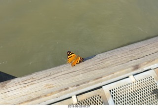 86 a0e. Iguazu Falls - Devil's Throat - butterfly