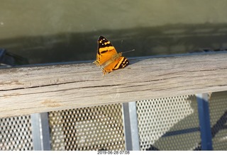 87 a0e. Iguazu Falls - Devil's Throat - butterfly