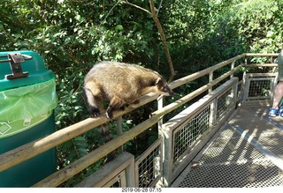 102 a0e. Iguazu Falls - Devil's Throat - coati