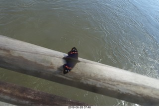 189 a0e. Iguazu Falls - Devil's Throat - butterfly