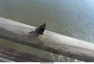 190 a0e. Iguazu Falls - Devil's Throat - butterfly