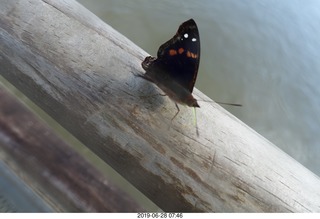 193 a0e. Iguazu Falls - Devil's Throat - butterfly