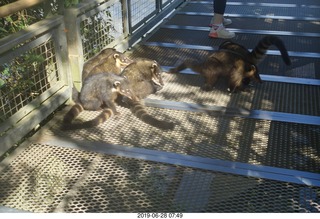 198 a0e. Iguazu Falls - Devil's Throat - coatis