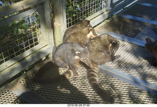 199 a0e. Iguazu Falls - Devil's Throat - coatis
