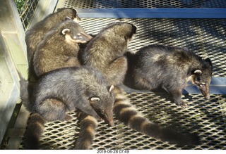 203 a0e. Iguazu Falls - Devil's Throat - coatis