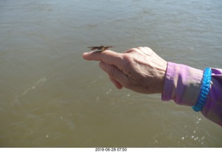 205 a0e. Iguazu Falls - Devil's Throat - butterfly