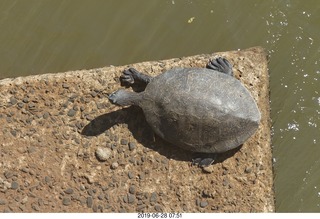 210 a0e. Iguazu Falls - Devil's Throat - turtle