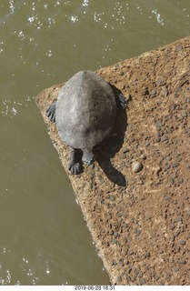 211 a0e. Iguazu Falls - Devil's Throat - turtle