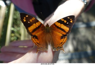 218 a0e. Iguazu Falls - Devil's Throat - butterfly