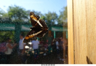 221 a0e. Iguazu Falls - Devil's Throat - butterfly