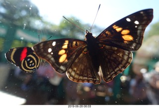 227 a0e. Iguazu Falls - Devil's Throat - butterfly