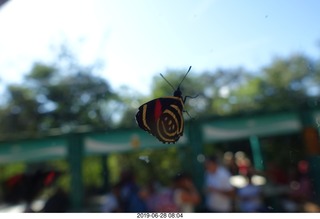 232 a0e. Iguazu Falls - Devil's Throat - butterfly