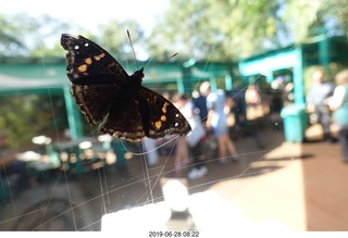 235 a0e. Iguazu Falls - Devil's Throat - butterfly