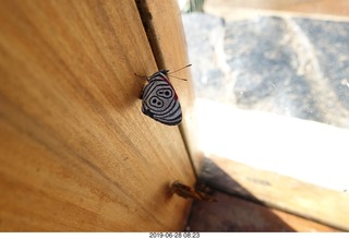 236 a0e. Iguazu Falls - Devil's Throat - butterfly