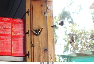 238 a0e. Iguazu Falls - Devil's Throat - butterfly