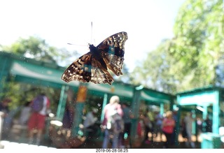 240 a0e. Iguazu Falls - Devil's Throat - butterfly