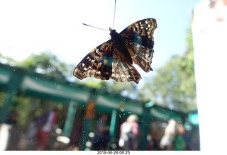 241 a0e. Iguazu Falls - Devil's Throat - butterfly