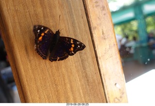 243 a0e. Iguazu Falls - Devil's Throat - butterfly