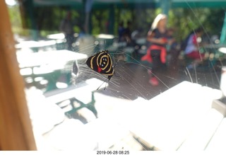 244 a0e. Iguazu Falls - Devil's Throat - butterfly