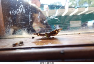 245 a0e. Iguazu Falls - Devil's Throat - butterfly