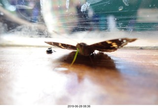 250 a0e. Iguazu Falls - Devil's Throat - butterfly