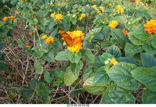 12 a0e. flowers and butterfly