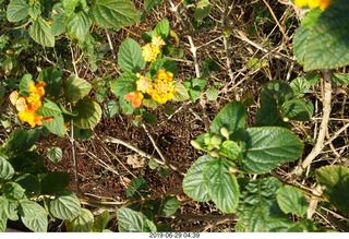 13 a0e. flowers and butterfly