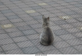 39 a0f. Peru - Lima run - cat