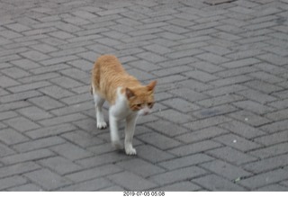 51 a0f. Peru - Lima run - cat