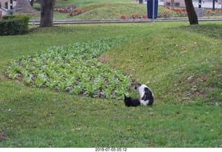 57 a0f. Peru - Lima run - cats