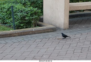 58 a0f. Peru - Lima run - bird