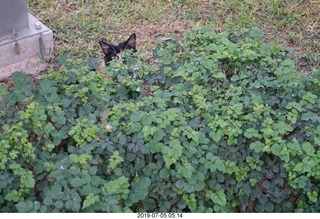 65 a0f. Peru - Lima run - hidden cat