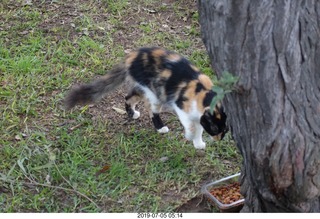 66 a0f. Peru - Lima run - cat