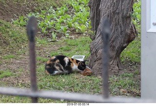 67 a0f. Peru - Lima run - cat