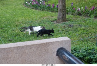 68 a0f. Peru - Lima run - cats