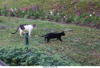 70 a0f. Peru - Lima run - cats