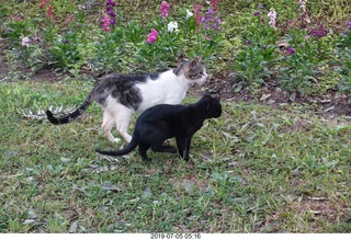 71 a0f. Peru - Lima run - cats