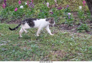 72 a0f. Peru - Lima run -cat